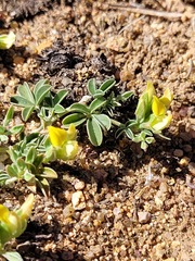 Lotononis acutiflora