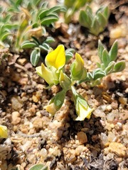 Lotononis acutiflora