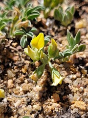 Lotononis acutiflora