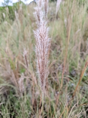 Saccharum formosanum