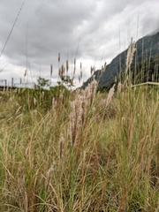 Saccharum formosanum