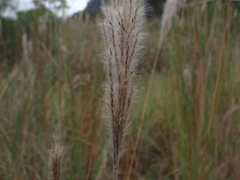 Saccharum formosanum