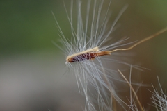 Saccharum formosanum