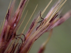 Saccharum formosanum