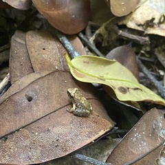 Limnonectes hascheanus