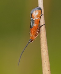 Plectrotarsus gravenhorsti