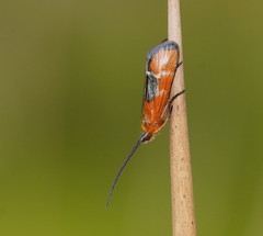 Plectrotarsus gravenhorsti