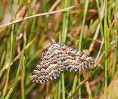 Aponotoreas
