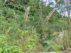 Saccharum formosanum