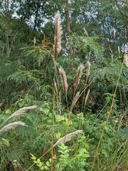 Saccharum formosanum