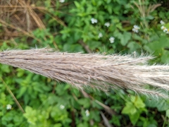 Saccharum formosanum