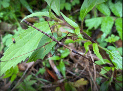Candovia granulosa
