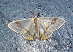 Macrocilix mysticata