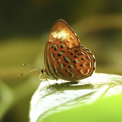 Taxila haquinus