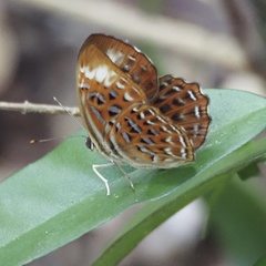 Taxila haquinus