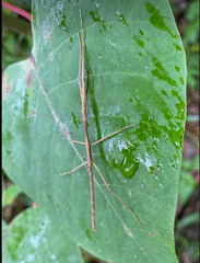Candovia granulosa