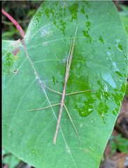 Candovia granulosa