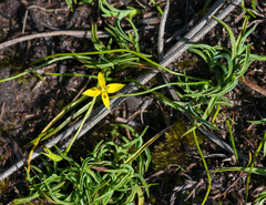 Pauridia occidentalis