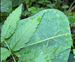 Candovia granulosa