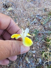 Moraea serpentina