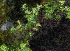 Tremandra stelligera