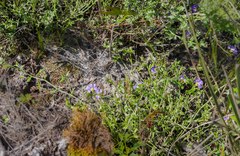 Scaevola microphylla