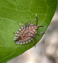 Stilida indecora