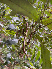 Candovia strumosa