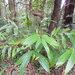 Alpinia caerulea - Photo (c) sarahcobbaus,  זכויות יוצרים חלקיות (CC BY-NC), הועלה על ידי sarahcobbaus