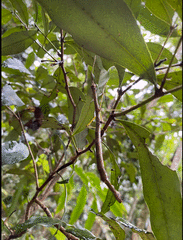 Candovia strumosa