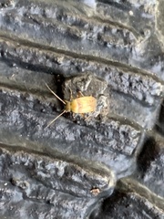 Anthophilolygus bakeri