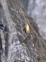 Anthophilolygus bakeri