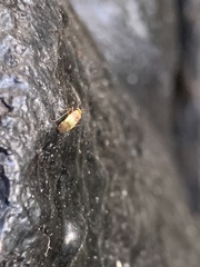 Anthophilolygus bakeri