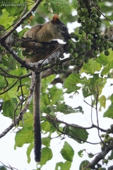 Arctogalidia trivirgata