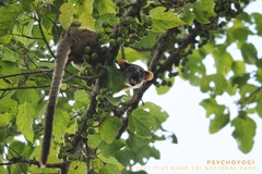 Arctogalidia trivirgata