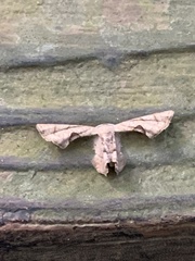 Phazaca alikangensis