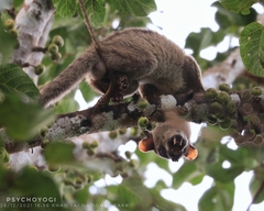 Arctogalidia trivirgata