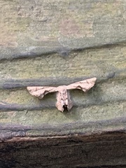 Phazaca alikangensis