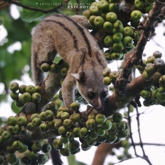 Arctogalidia trivirgata