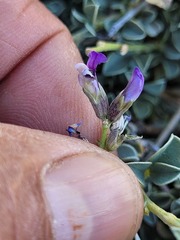 Psoralea albicans