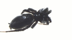 Zelotes egregioides