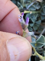 Psoralea albicans
