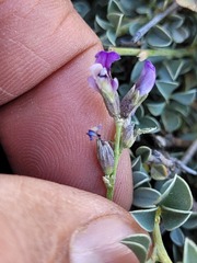 Psoralea albicans