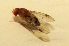 Leucophenga varia