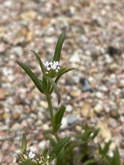 Spermacoce brachystema