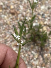Spermacoce brachystema
