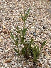 Spermacoce brachystema