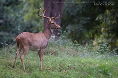 Rucervus eldii thamin