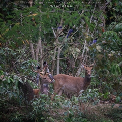 Rucervus eldii thamin