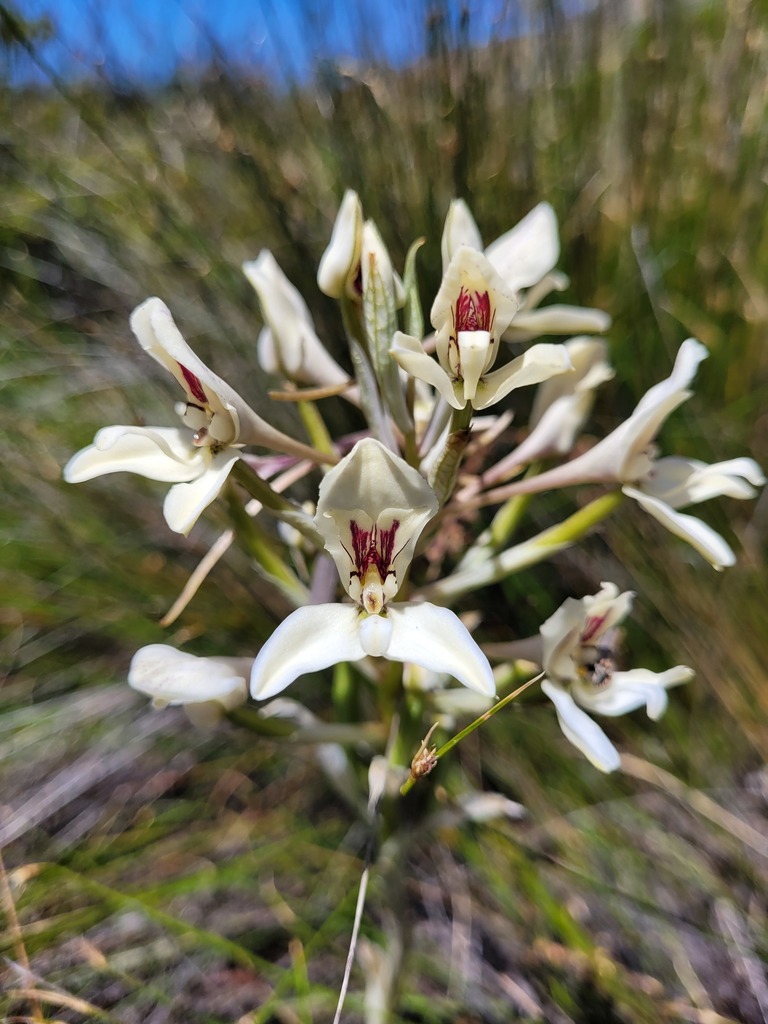 Wyvern Disa